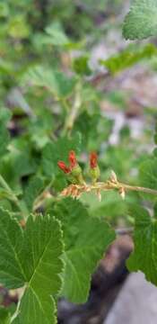 Image de Ribes nevadense Kellogg