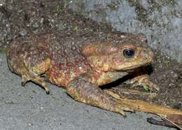 Image of Himalayan Toad