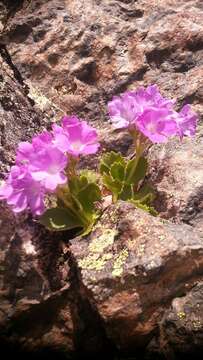 Image of Primula hirsuta All.