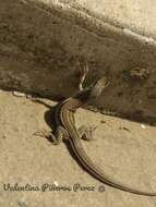 Image de Ameiva bifrontata Cope 1862