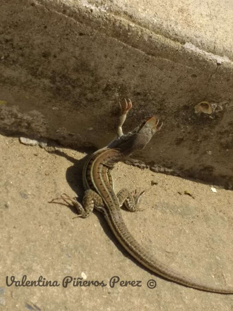 Image of Cope's Ameiva