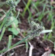 Image of Fuirena ciliaris (L.) Roxb.