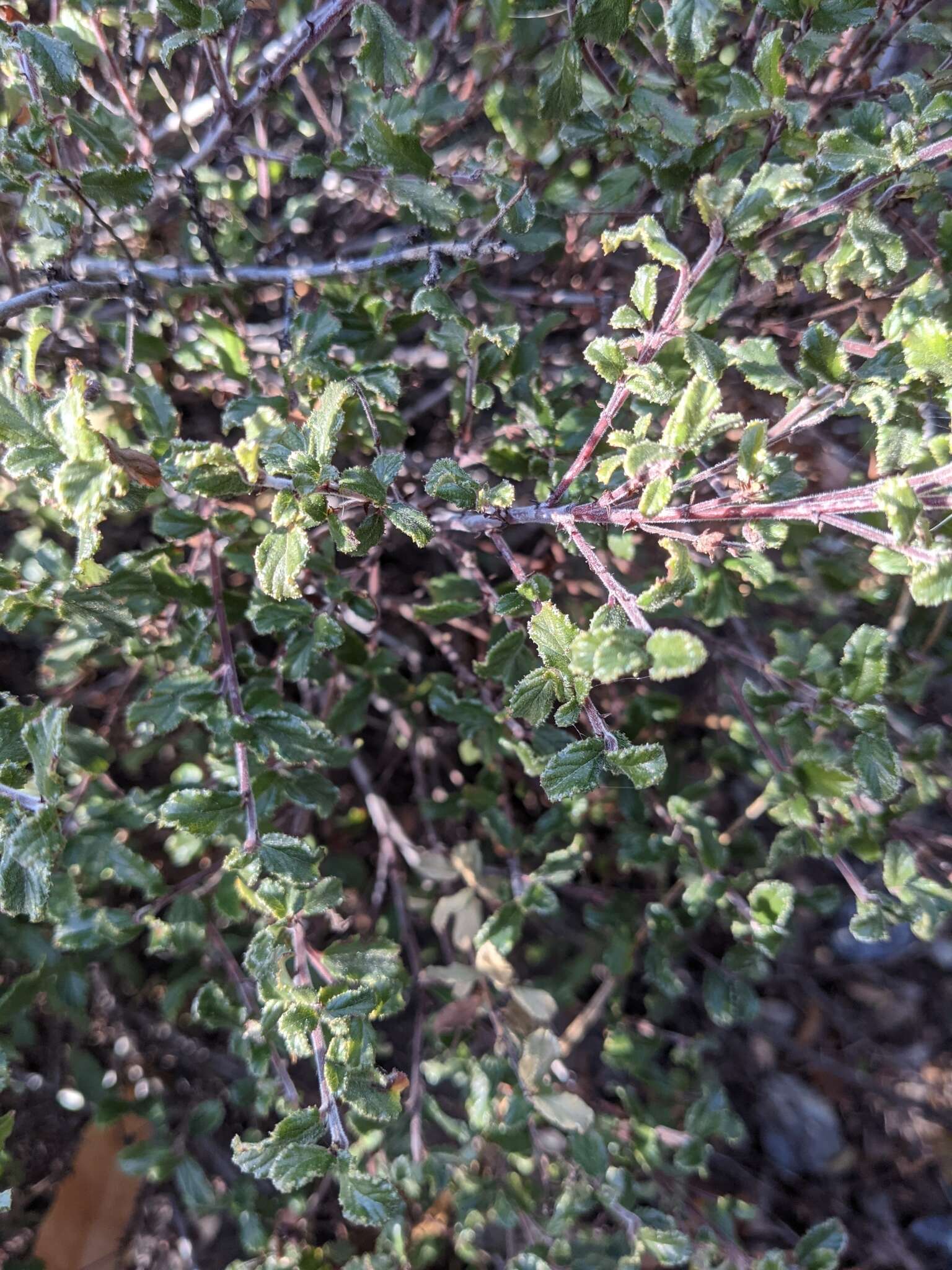 Image de Ceanothus foliosus var. medius Mc Minn