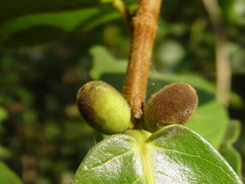 Image of Ficus popenoei Standl.