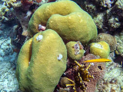 Image of Painted wrasse