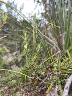 Image of Acacia bynoeana Benth.