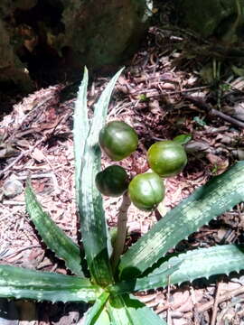 Image of Aloe ankaranensis Rauh & Mangelsdorff