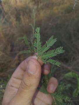 Слика од Prosopis affinis Spreng.