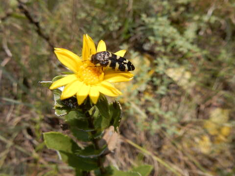 Image de Acmaeodera macra Horn 1878