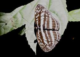 Pseudoneptis bugandensis Stoneham 1935 resmi