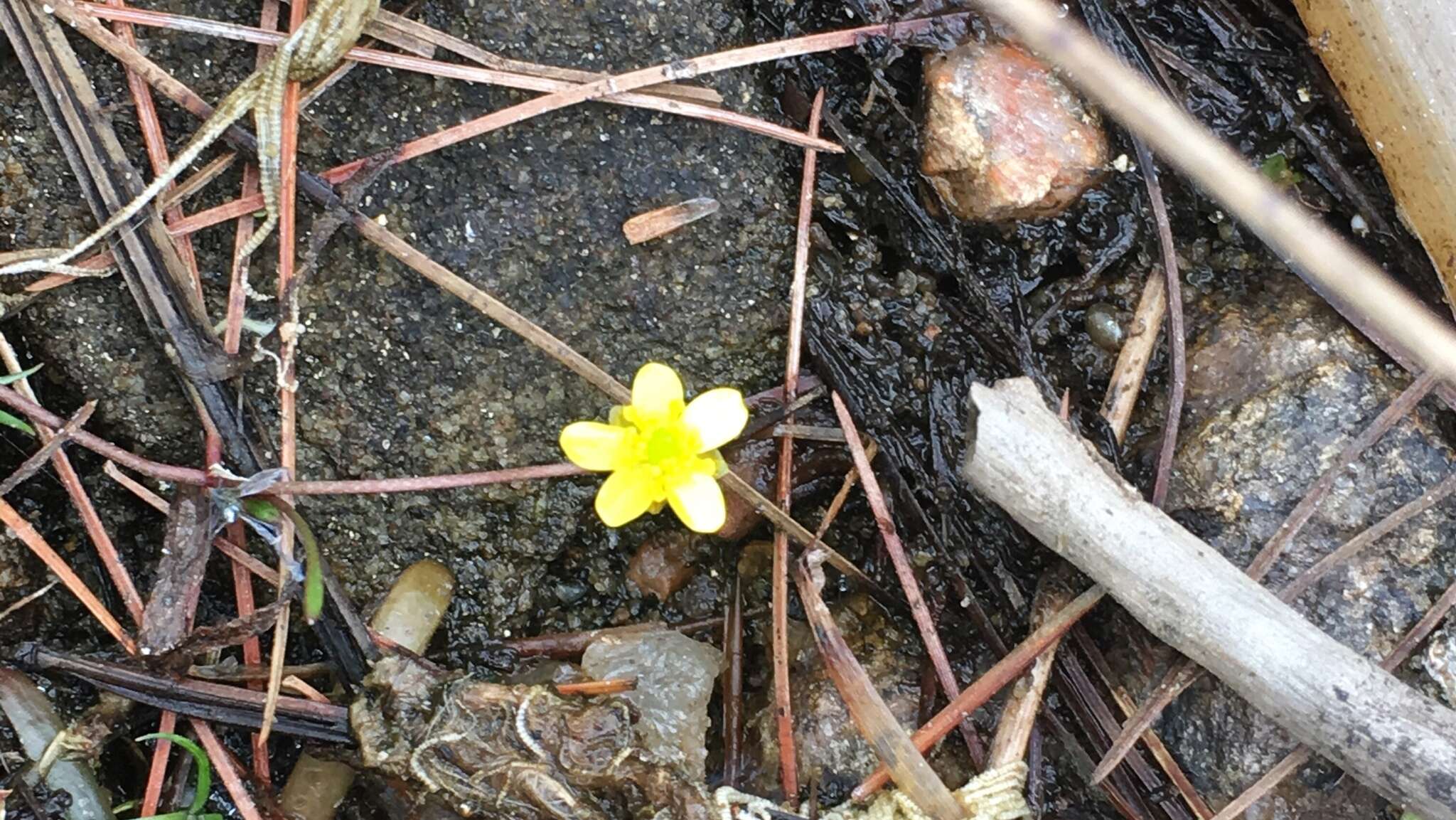 Image of Creeping Spearwort