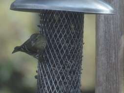 Image of Eurasian Siskin