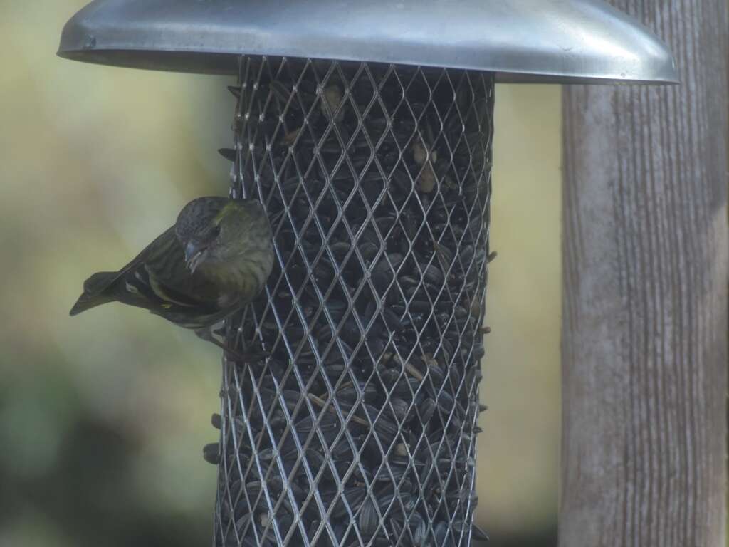 Image of Eurasian Siskin