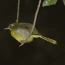 Image of Green-tailed Bristlebill