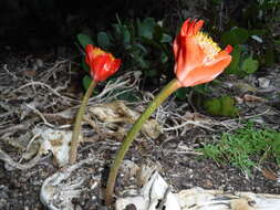 Imagem de Haemanthus coccineus L.