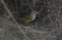 Image of MacGillivray's Warbler