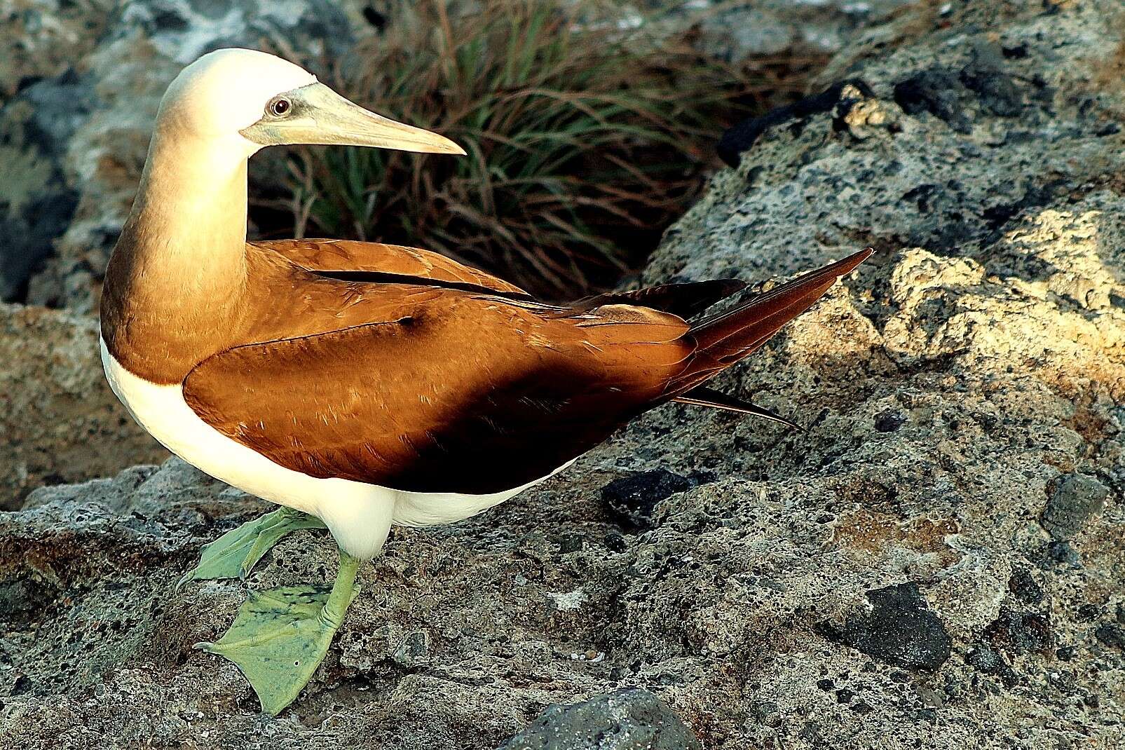 Image of Brewster's Brown Booby