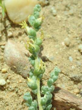 Imagem de Caroxylon passerinum (Bunge) Akhani & Roalson