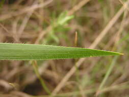 Image of Black-seed grass