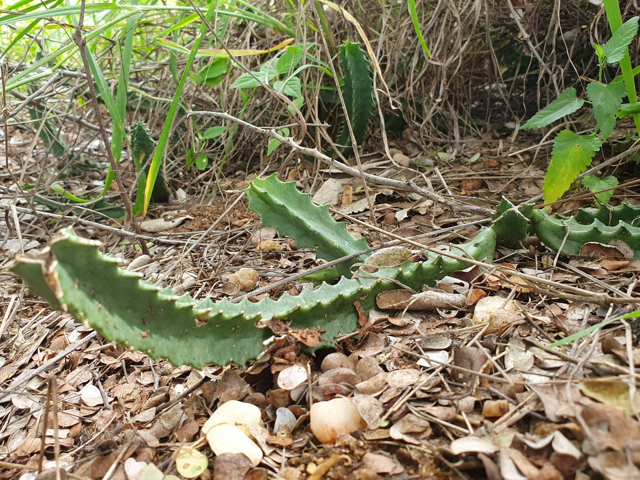 Plancia ëd Ceropegia kirkii (N. E. Br.) Bruyns