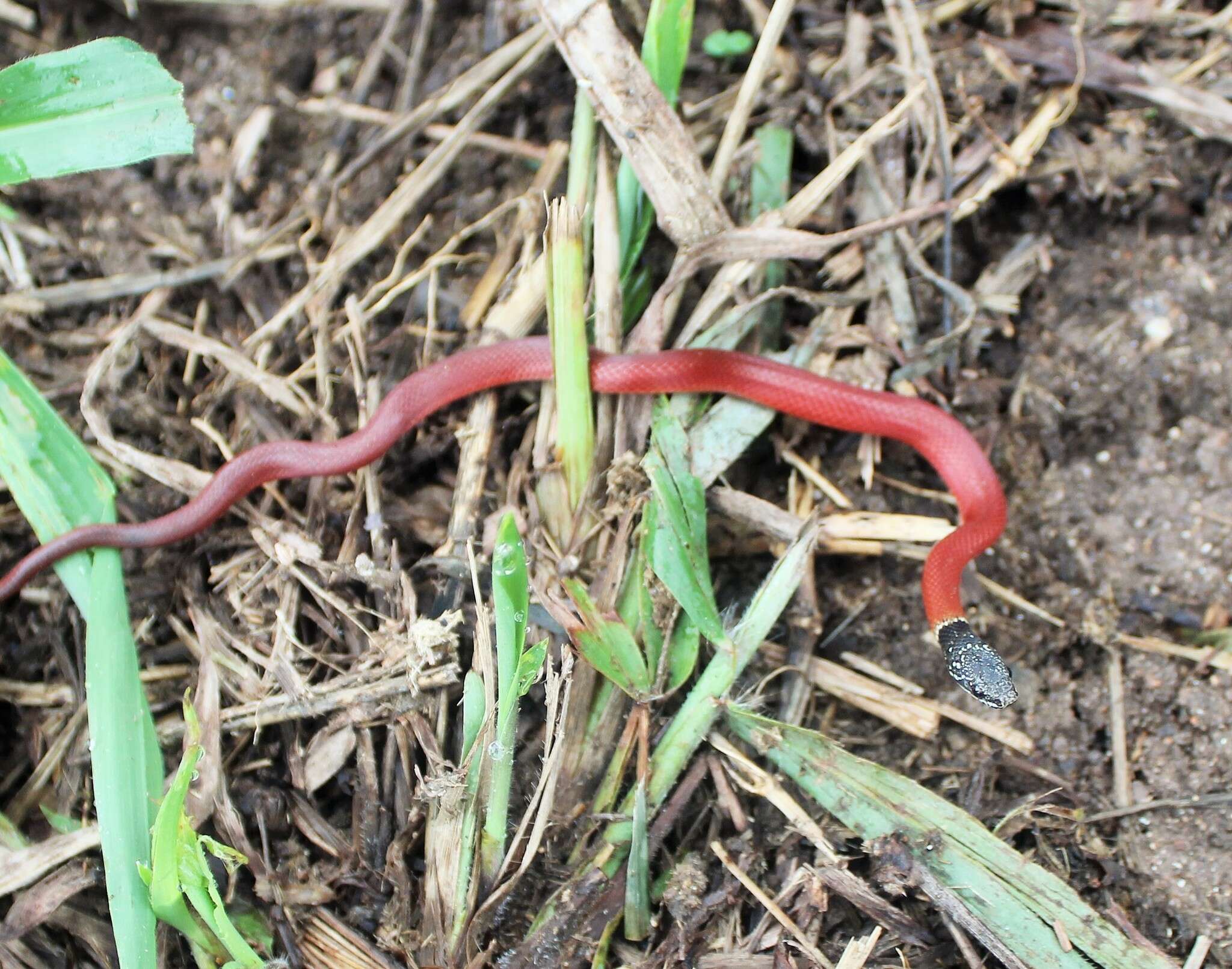 Image of Stripeless Snake