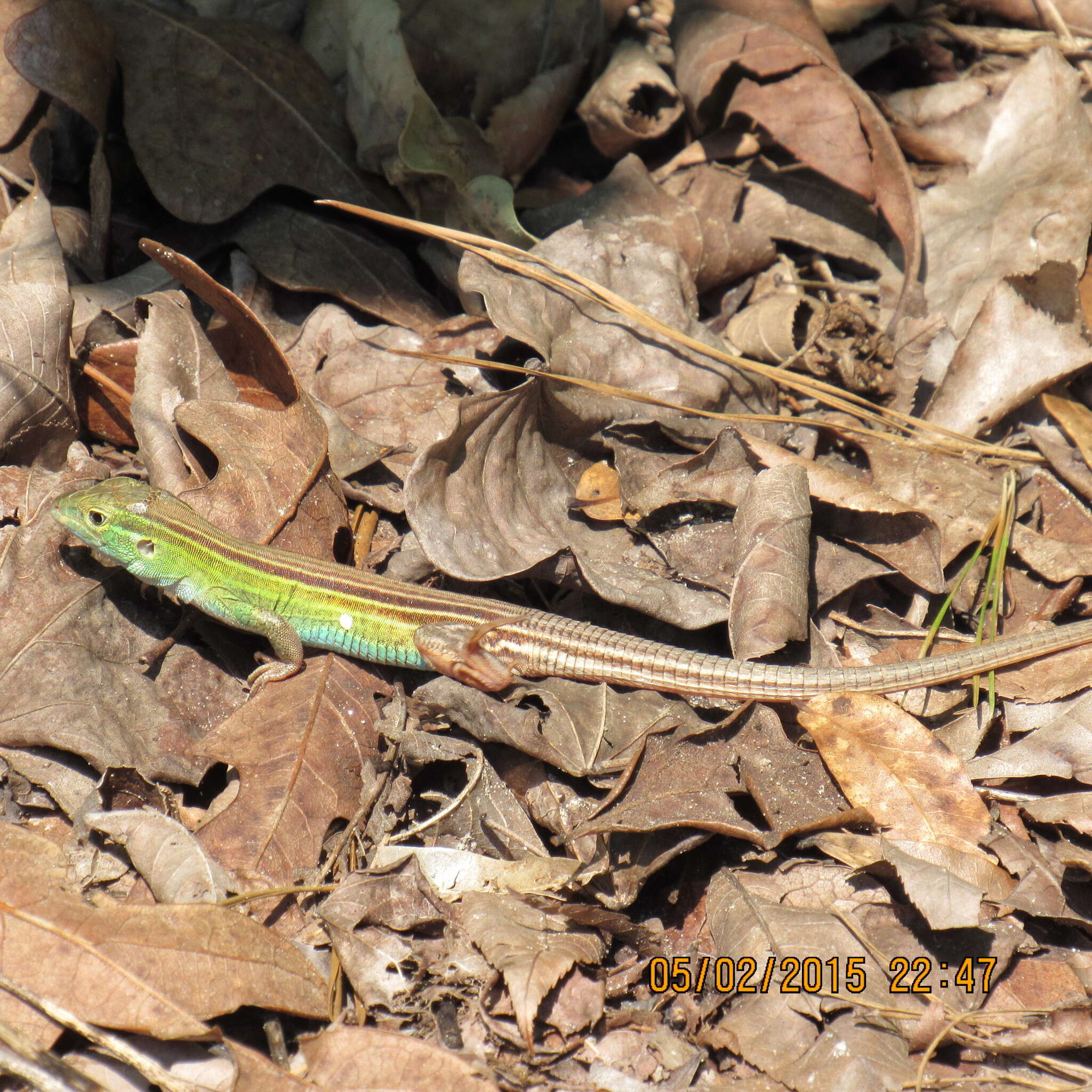 Image of Six-lined Racerunner