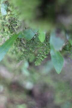 Image of Hymenophyllum exquisitum