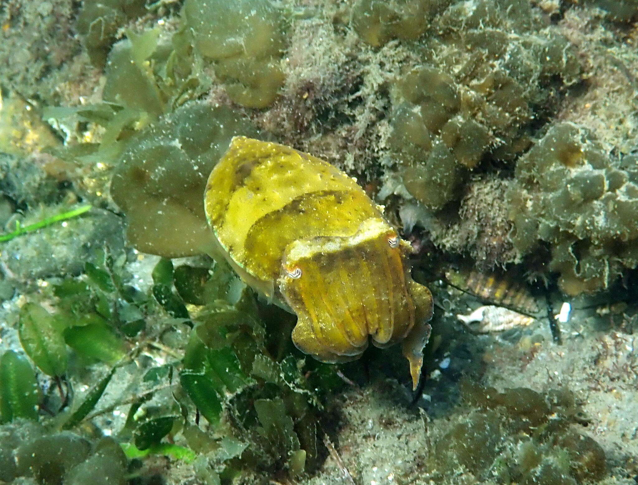 Image of Reaper cuttlefish