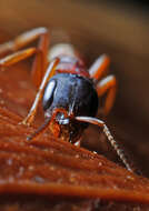 Image of Pseudomyrmex termitarius (Smith 1855)