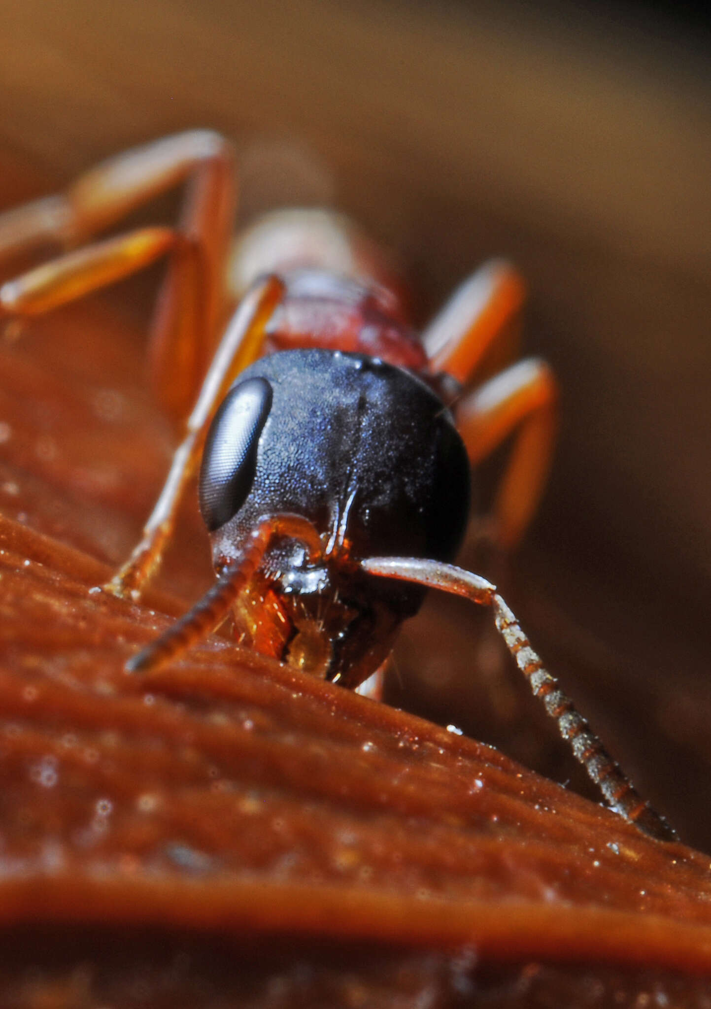 Image of Pseudomyrmex termitarius (Smith 1855)