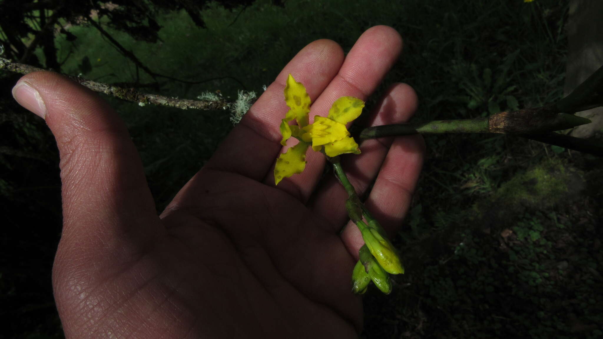 Image of Cyrtochilum revolutum (Lindl.) Dalström