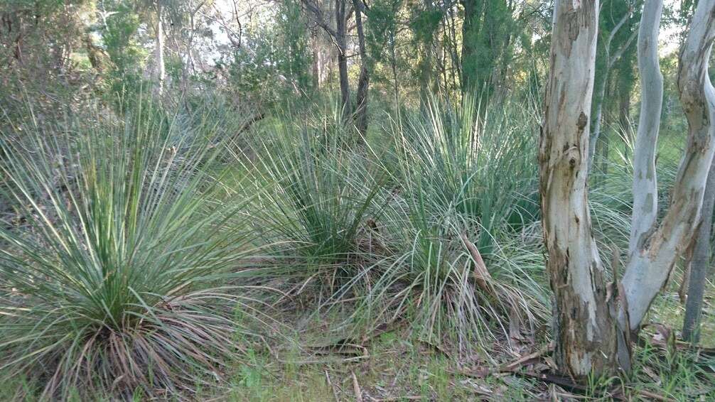 Image of Xanthorrhoea semiplana subsp. semiplana