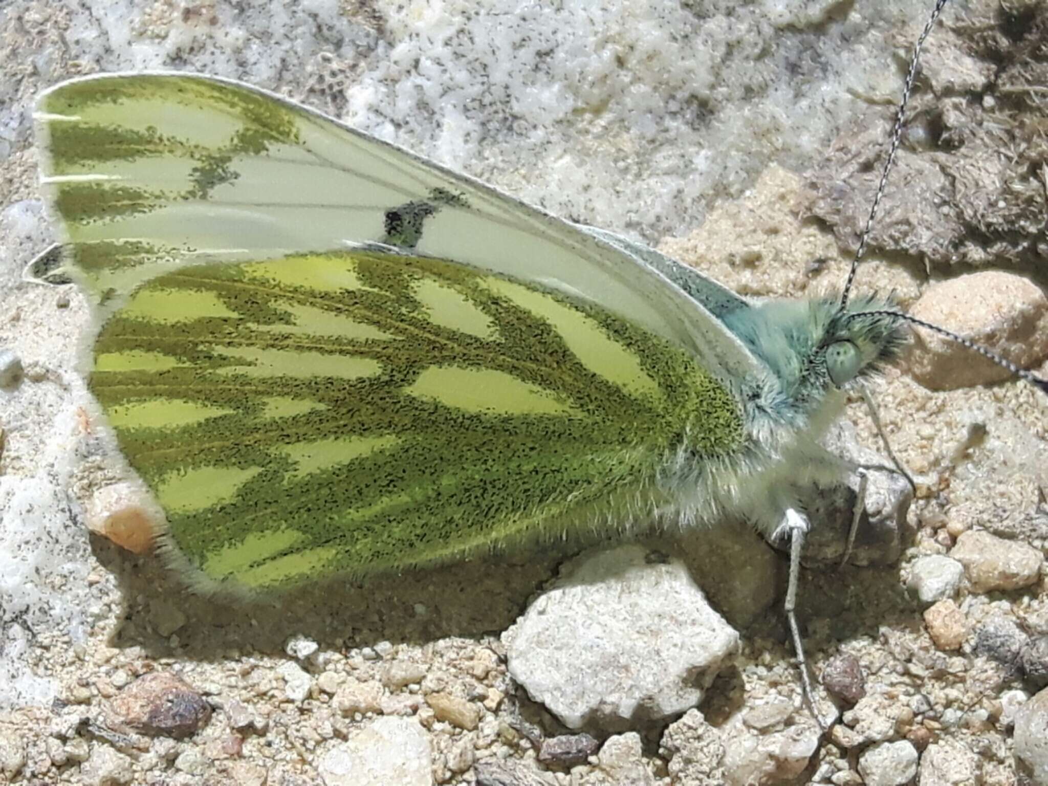 Image of Lofty Bath White