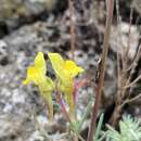 صورة Linaria supina subsp. supina