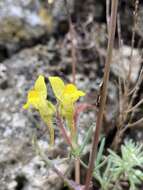 Image of Linaria supina subsp. supina