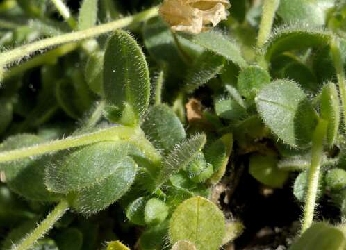 Image de Cerastium uniflorum Clairv.