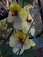 Image of Verbascum creticum (L.) Cav.