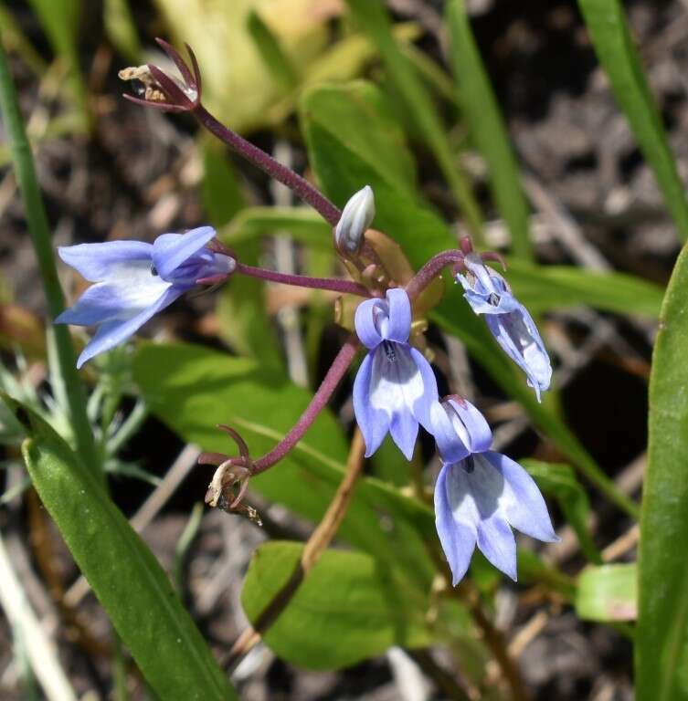 Image of elegant calicoflower