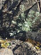 Imagem de Artemisia kruhsiana subsp. alaskana (Rydb.) D. F. Murray & Elven