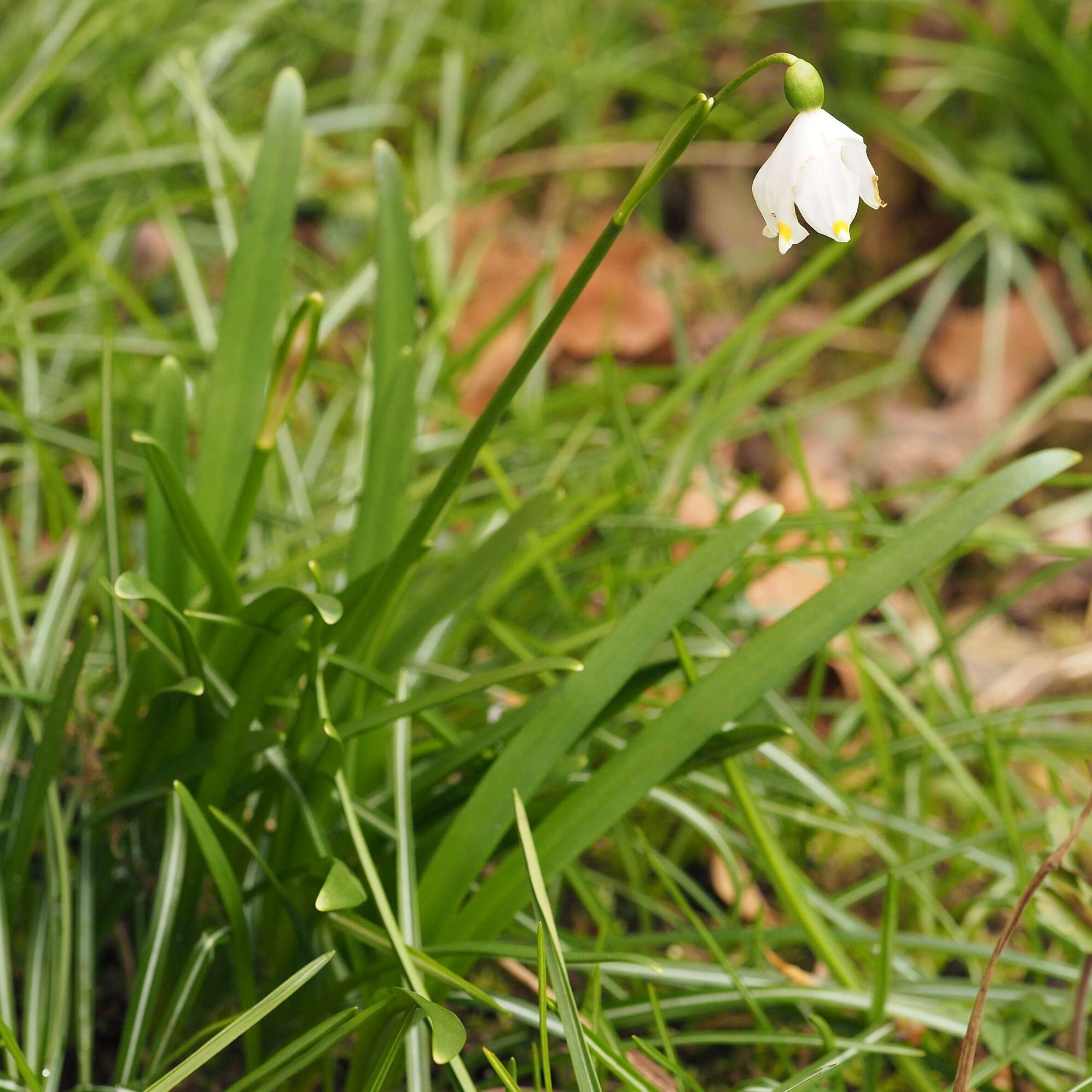 Image of Spring Snowflake