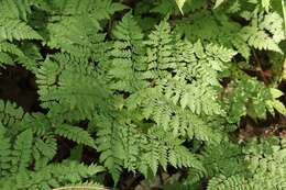 Image of Dryopteris amurensis (Milde) Christ