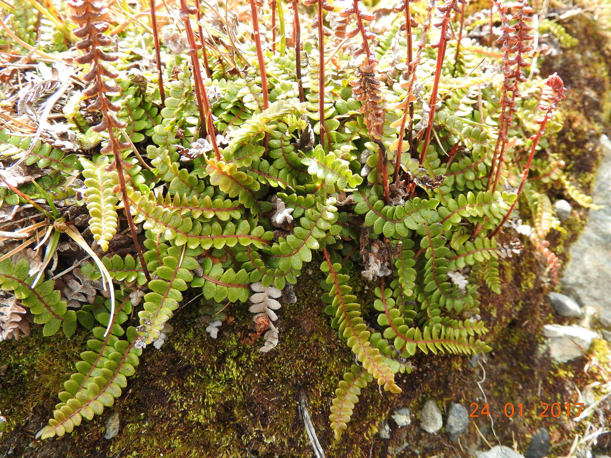 Plancia ëd Austroblechnum penna-marina subsp. alpina (R. Br.)