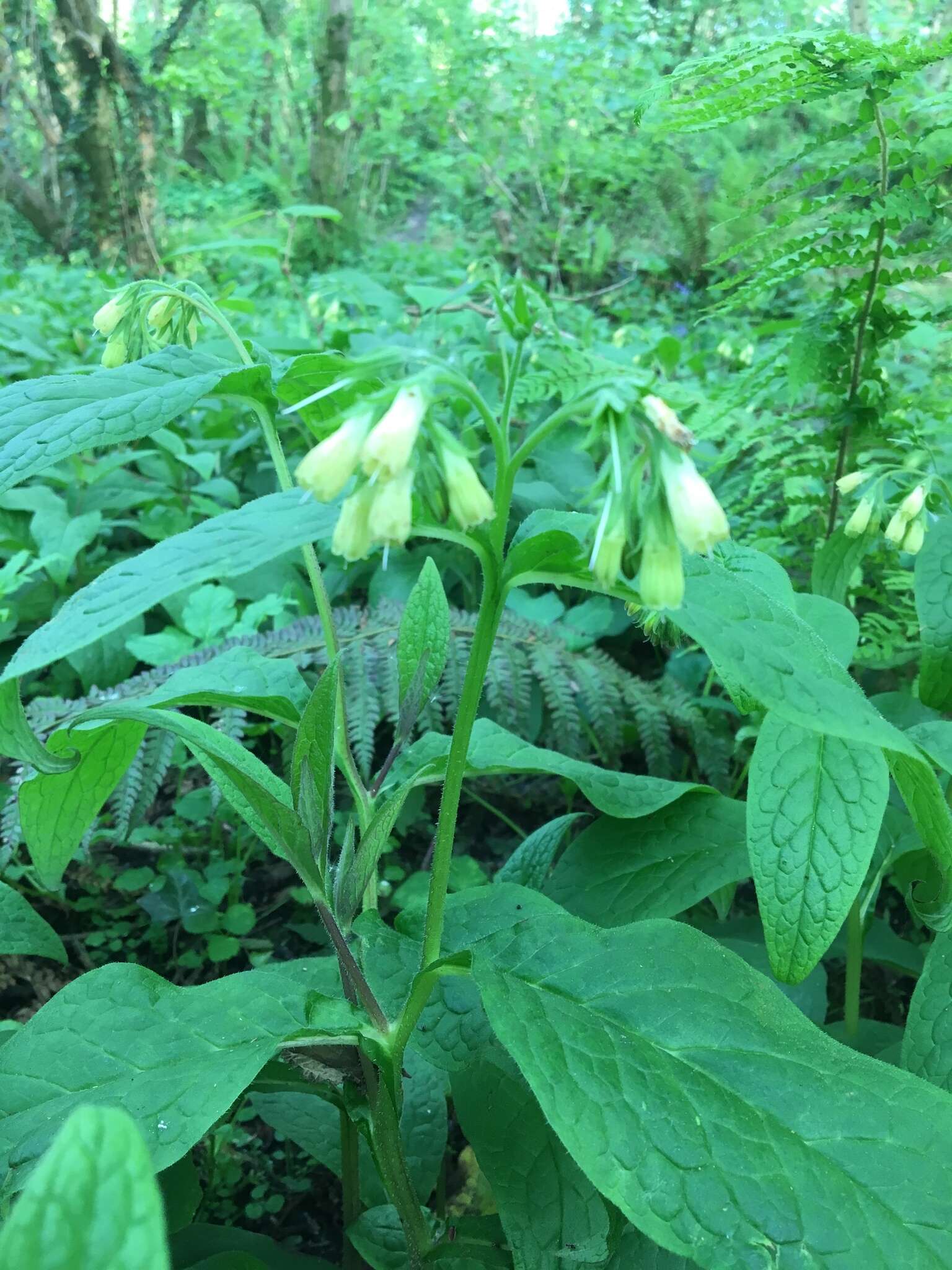 Plancia ëd Symphytum tuberosum L.