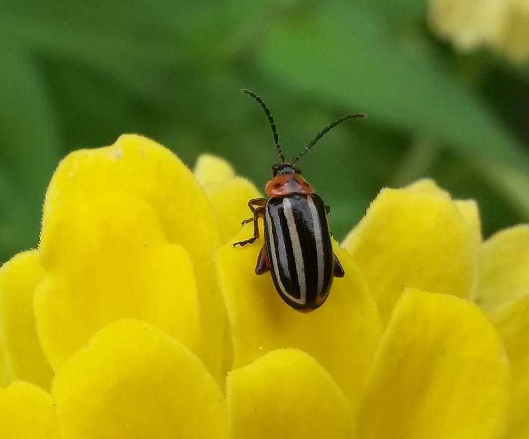 Image of Pigweed Flea Beetle