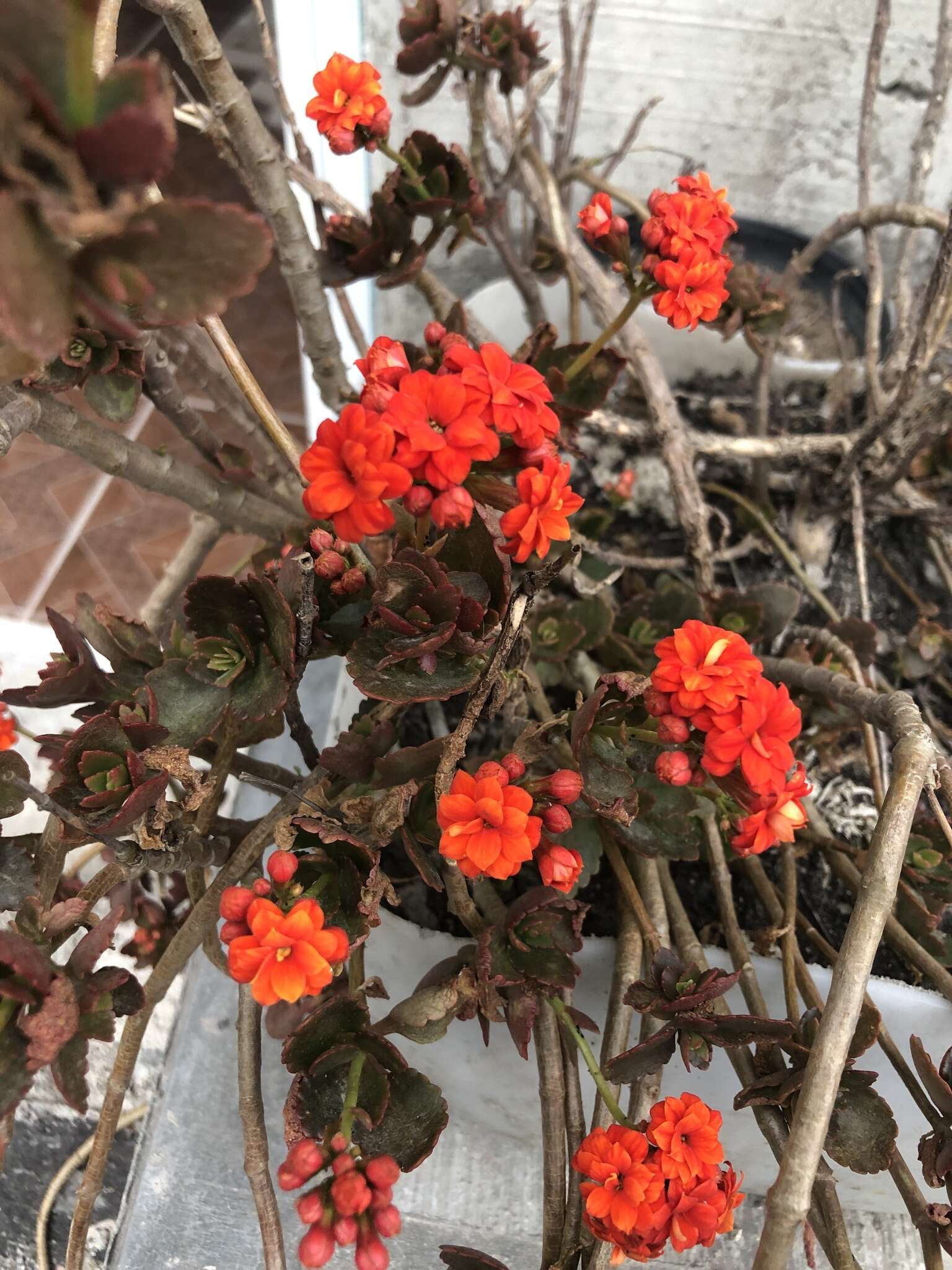 Image of Madagascar widow's-thrill