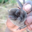 Image of Least Long-fingered Bat