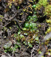 Image of Mannia gracilis (F. Weber) D. B. Schill & D. G. Long