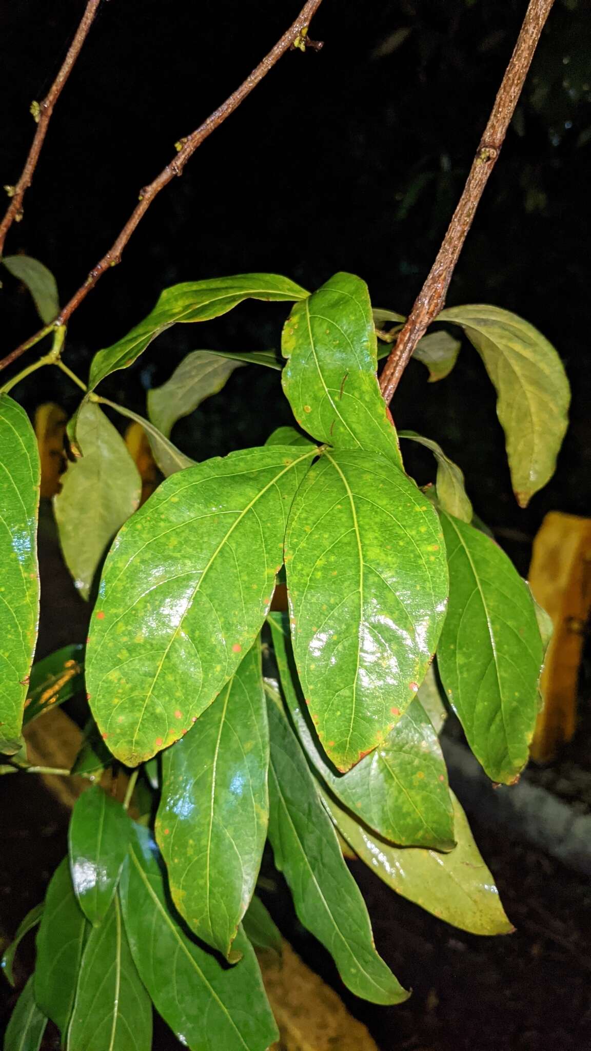 Image of Zygia longifolia (Willd.) Britton & Rose