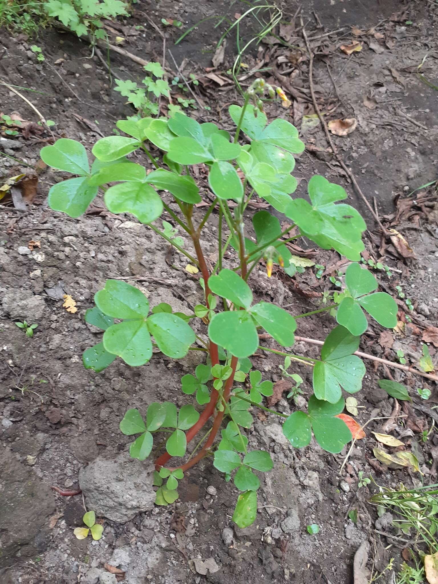 Image of spiral sorrel