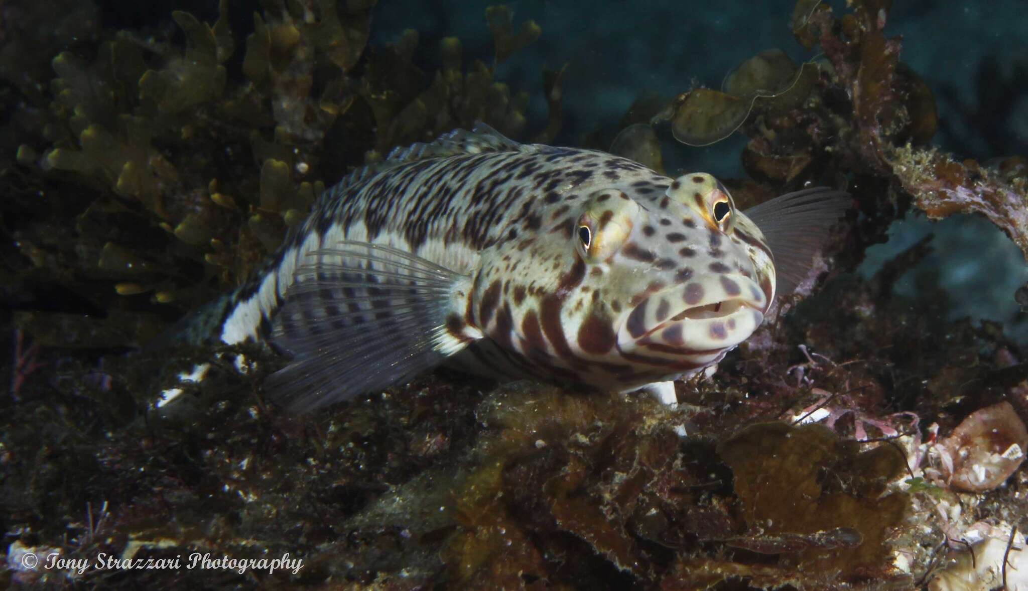 Image of White-streaked sandperch